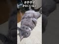 彼の冬も終わりなようでヘソ天の季節になりました 猫 ねこ cat shorts チャンネル登録お願いします 小学生youtuber catlover 猫動画 ショート ちひろくん