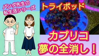 トライポッドでカプリコの山を全消し！ＵＦＯキャッチャーやクレーンゲームで遊んできました【鍼灸マッサージあさみ】