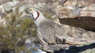 Himalayan Snowcock in the Ruby Mountains, Nevada.