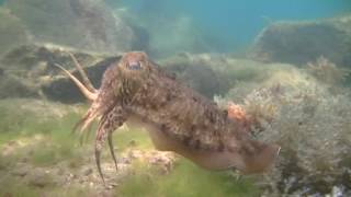 20160605 05 Sepias en Castro Urdiales Buceo Medusa Palencia hq6 pds