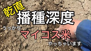 乾直　播種深度は？うっかりマイコス米やっちゃいます！