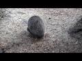 eastern european hedgehog erinaceus roumanicus .