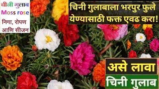 चिनी गुलाब काळजी|portulaca|moss rose plant|chini gulab plant care portulaca care tips And Ideas