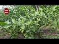 কলম্ব লেবু গাছে কলম করার সহজ পদ্ধতি how to air layering lemon tree