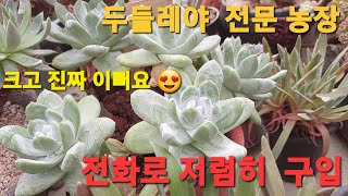 강지다육 두들레야 전문점  크고 멋있는 두들레야 저렴히 구입하실수 있어요 전화해 보세요~~ㅎ😃😍👍👍