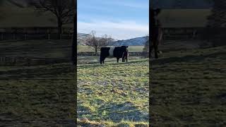 THE BELTED GALLOWAY BREED OF BEEF CATTLE