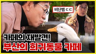 카페의 재발견! 희귀 반려동물 체험 카페! 이색 아이템이 가득한 놀이공간 [ 생방송부라보 ] 20231124