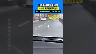 小狗不慎從車中掉落 壹路狂奔跟隨終於追上 網友：拍視頻的人不錯，壹直壓低車速 #新聞 #真實事件 #shorts