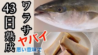 【失敗】全滅43日目　熟成失敗！ワラサ 美味かったのに（涙）これと逆の事をやれば成功できる？限界は？原因は？