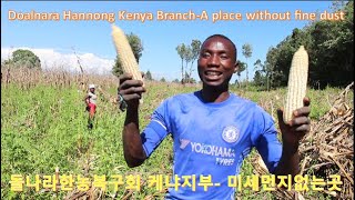 돌나라 케냐지부  유기농 옥수수 수확 - Doalnara Kenya Branch Organic corn harvest