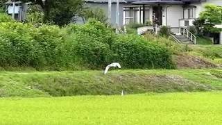 Flying Egret in Slow-motion 240fps シラサギ（野鳥）の飛翔スローモーション