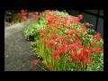 梅林寺の彼岸花 cluster amaryllis at bairinji temple