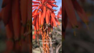 Blooming Aloe in December #botanical #naturetherapy