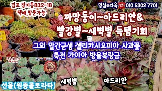 명심e다육 신상다육 굉장히가격좋은다육입고🌼까망 아드리안 빨강별새벽별 믿기지않는가격🍁말간군생 젤리카시오피아 가이아 주홍꽃축전등succulents  plant 多肉植物