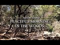 Peaceful Morning in the Woods+ Nature sound | Vakil Abad Garden | Mashhad,Iran