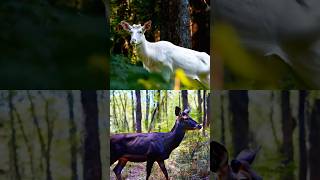 Albino vs Melanistic: Opposites in Harmony 🤍🖤