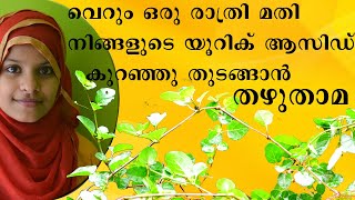 യൂറിക് അസിഡിന് ശാശ്വതമായ ഒരു പരിഹാരം തഴുതാമ BOERHAVIA DIFFUSA FOR URIC ACID BENEFITS MALAYALAM