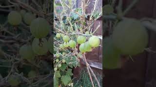 Our Garden Gooseberries | #shorts #gooseberry #gooseberries #garden #plants #flowers #amla