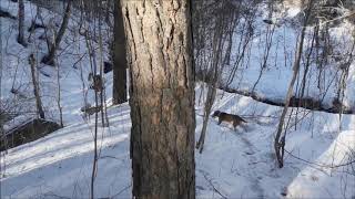 Эстонская гончая!Гоняем зайцев за огородами!