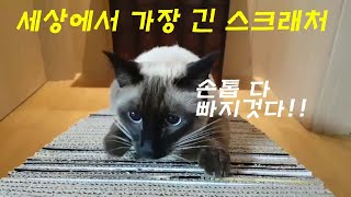 샴고양이 클라이밍 스크래쳐 경험(Is Siamese Cat climbing? His new climbing scratcher.)