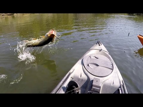 Big Musky Caught From A Kayak Big Musky Caught From A Kayak
