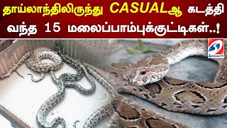 தாய்லாந்திலிருந்து CASUALஆ கடத்தி வந்த 15 மலைப்பாம்புக்குட்டிகள்! | SathiyamTV #snake #thailand