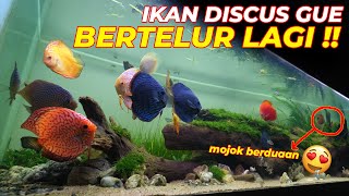 #EPS03 DISCUS BERTELUR | SSSSTT...ADA PASANGAN BARU LAGI YANG BERTELUR !!