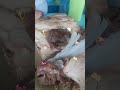 mukbang kepala sapi dapat kurban gaaaaaes shorts