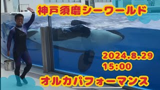 神戸須磨シーワールド　オルカパフォーマンス　2024.8.29 15:00