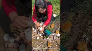 لماذا تقوم هذه الفتاة بكسر بيضة الطاووس؟ 🦚🥚😮