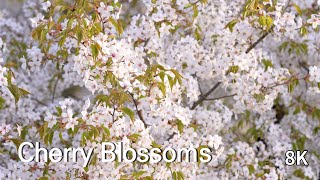 2022/4_Incheon Charry Blossom [8K]