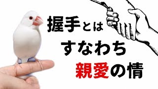 【しいたけ】オカメインコに握手を教えてみた【クリッカートレーニング】