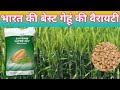 श्रीराम 303 गेहूं || shriram super 303 wheat seed||DCM SHRIRAM LIMITED| असली गेहूं श्रीराम 303 पूरी