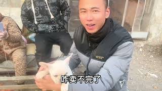 探访农村狗市，今天帮粉丝淘斗牛犬快来看下，有你们喜欢的品种吗