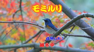 【越冬中】ルリビタキ　'24.12.11【野鳥】