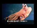 【閲覧注意】気味の悪い海の生き物８選 youtube