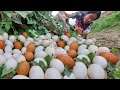 Wow Wow unique! a female fisherman pick a lots of duck eggs in under tree stump near road