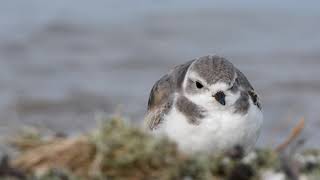 Christmas Piping Plover at Montrose Point in Chicago, IL (12/25/18)