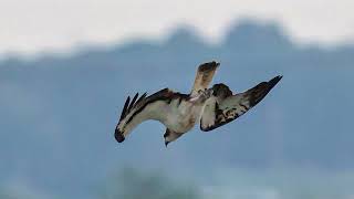 Osprey hunting for fish.물수리의 물고기 사냥.