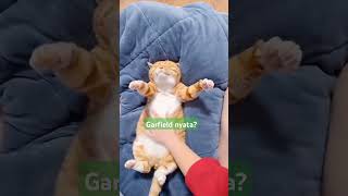 Wow! Beginilah kalau ada kucing nyaman dipijat manusia #cat #shorts #animals