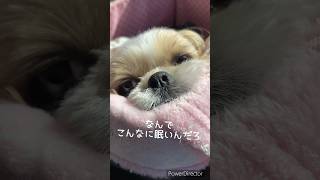 早朝散歩に行ったんだけどななちゃんまだ眠かったみたい🐶💤#dog #可愛い #シーズー #犬 #shihtzu #시츄