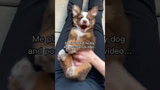 Our puppy video went viral