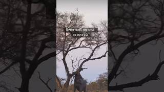 হাতির ভয়ংকর শক্তি দেখুন #viralvideo #elephant #tree