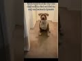 He Thought His Dog Was Deaf Until... 🤣