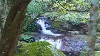 Minnamurra Rainforest