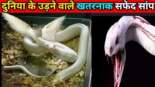 दुनिया के उड़ने वाले खतरनाक सफेद सांप | dangerous white flying snakes of the world😐💥💥