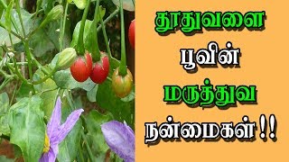 தூதுவளை பூவின் மருத்துவ குணங்கள்!! Thoothuvalai Poo Benefits Tamil | Benefits Of Solanum Trilobatum