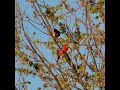 Male and Female Northern Cardinal Couple Share Food And A Kiss In A Tree - #shorts