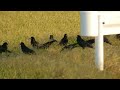 【一分動画】🐤鳥シリーズ　ミヤマガラス rook（カラス科）