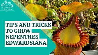 Tips and Tricks to Grow Nepenthes edwardsiana